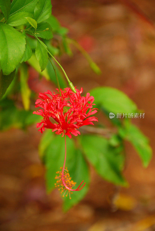 盛开的芙蓉花在泰国Koh Chang的雨林。